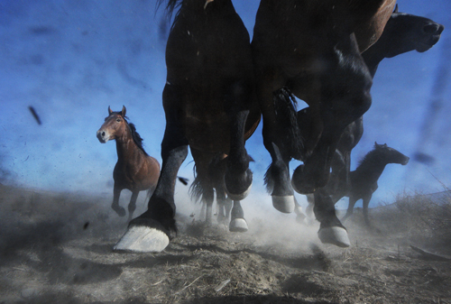 2011-03-02-WildHorses2.jpg