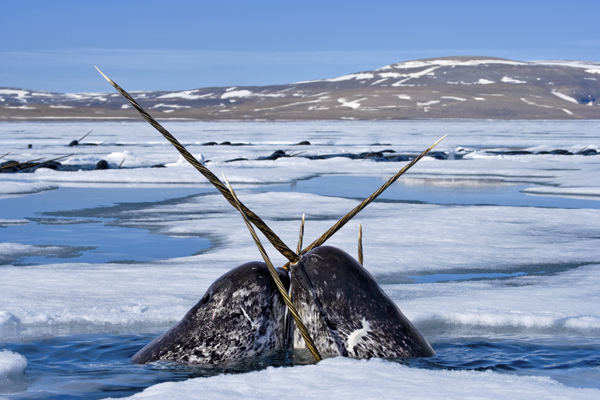 2011-03-03-NicklenNationalGeographic_Narwhals.jpg