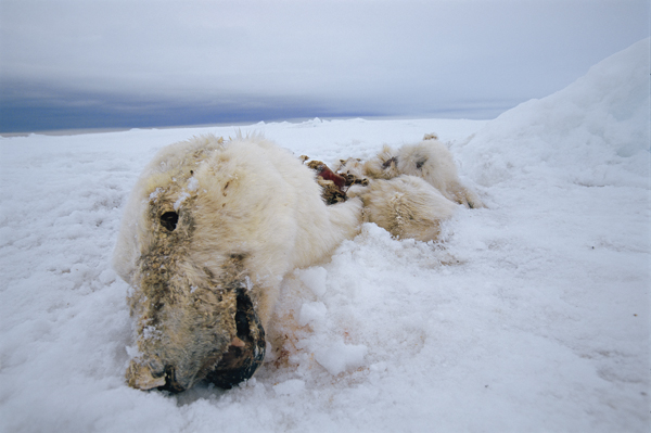 2011-03-03-NicklenNationalGeographic_deadpolarbear.jpg