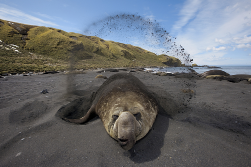 2011-03-03-paulNicklennatgeoelephantsealsandarc.jpg