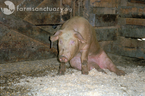 2011-03-04-Downedpig_CreditFarmSanctuary.jpg