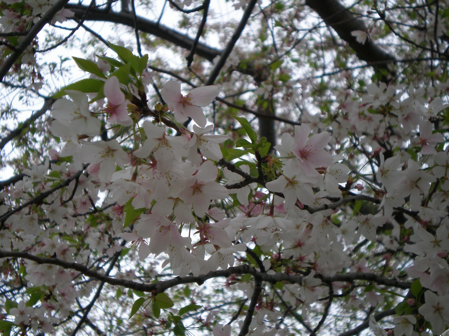 2011-03-09-CherryBlossoms1.jpg