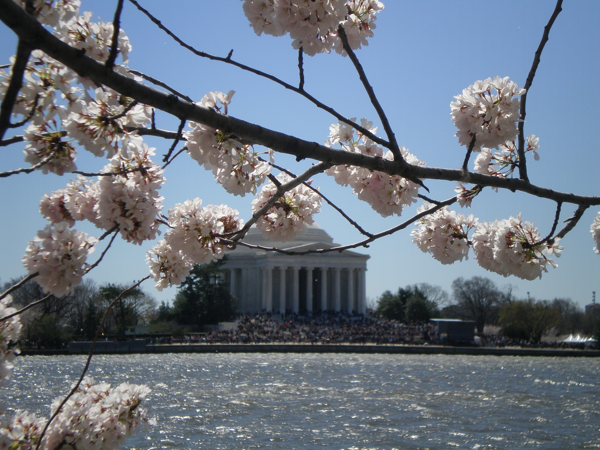 2011-03-09-CherryBlossoms2.jpg