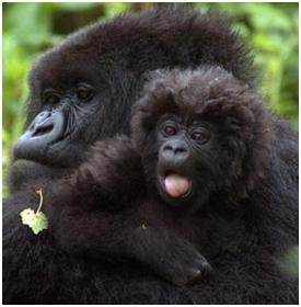 2011-04-05-gorilla.JPG