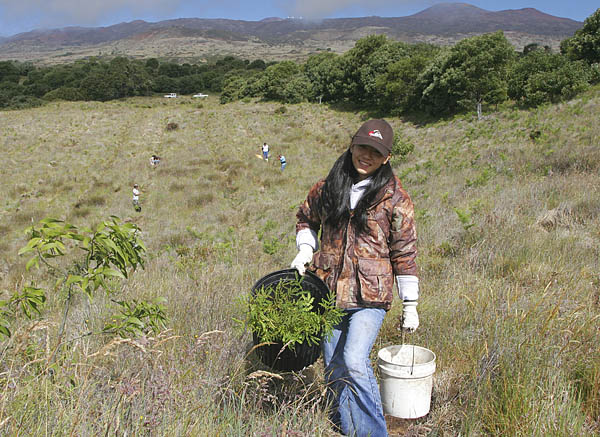 2011-04-14-Koaplanting.jpg