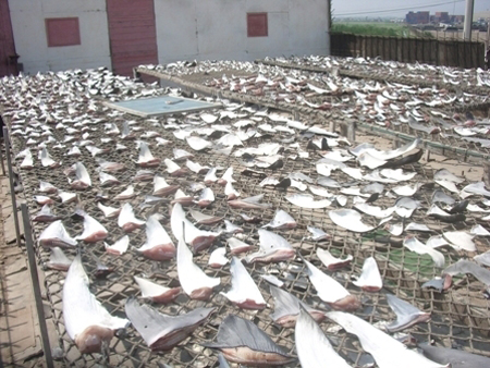 2011-04-15-sharkfins.JPG