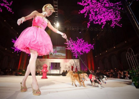 2011-04-20-fashion_for_paws.jpg.jpg