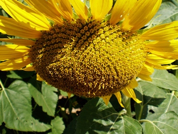 2011-04-26-Sunflower.jpg