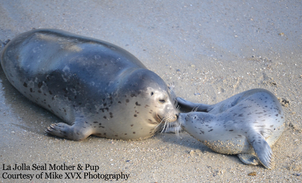 La Jolla Harbor Seal Rookery 