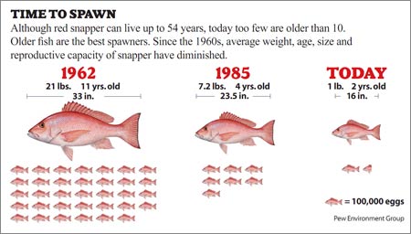 Red Snapper Decline, Pew Environment Group