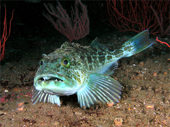 Pacific Lingcod