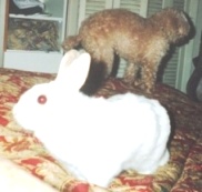 2011-06-10-BunnyonbedHP.jpg