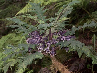 2011-06-11-Cyaneahorrida.JPG