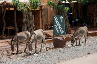 2011-06-17-Donkeys.JPG