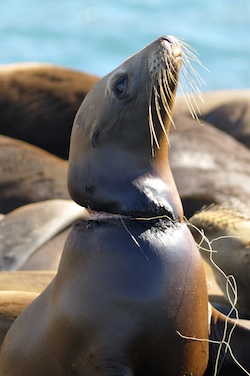 Entangled sea lion image by Jim Patterson