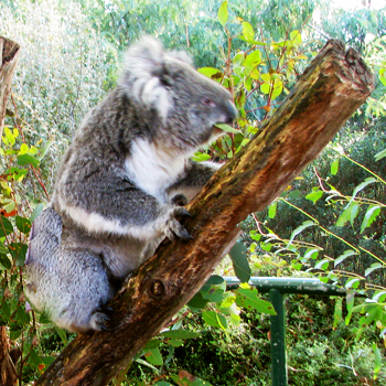 2011-07-06-koala2.jpg