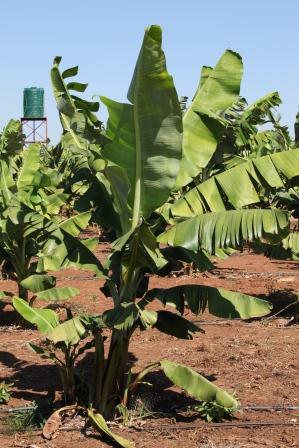 2011-07-08-bananaplantation1.jpg