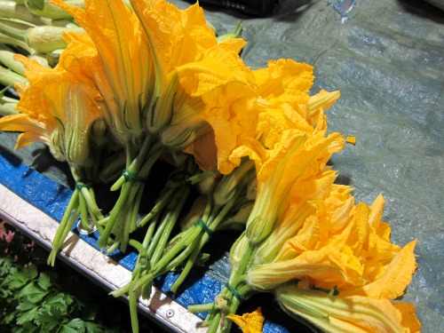 2011-07-25-SARETSKYZucchiniFlowers.jpg