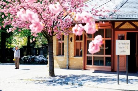 2011-07-27-bloomingtreeweissensee.jpg