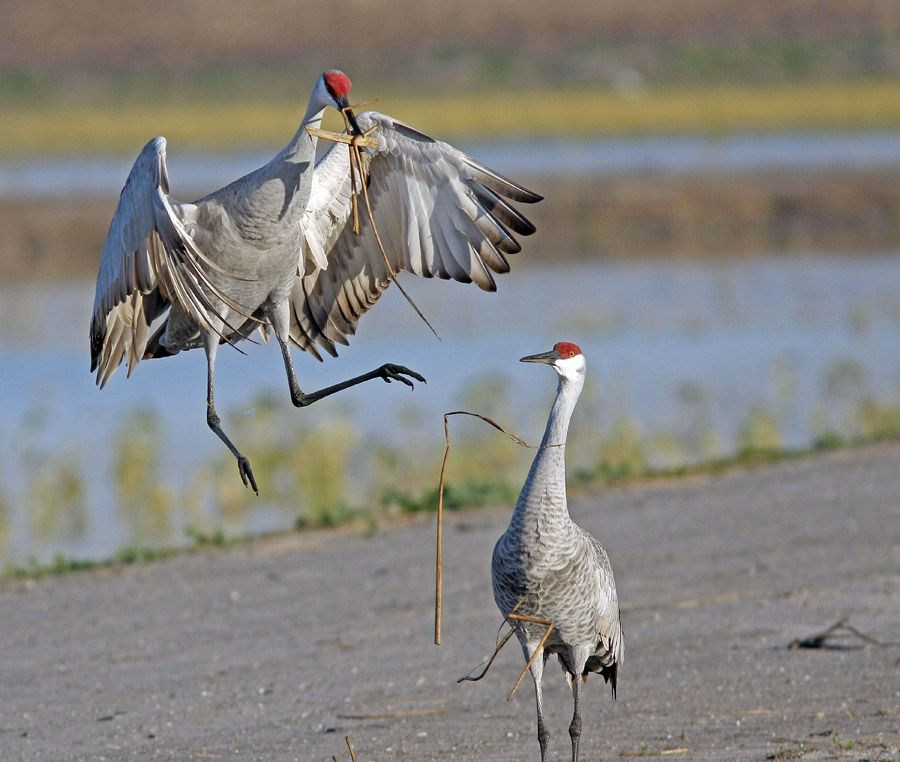 Majestic Migration: Sandhill Cranes