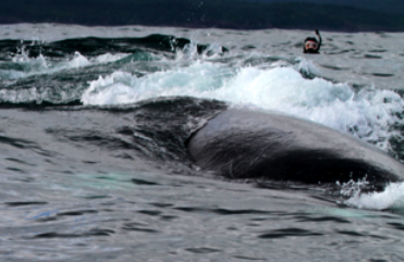 2011-08-06-ic7meandwhale.png