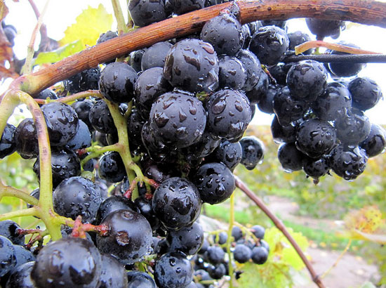 2011-08-10-fennvalleyvineyard.jpg