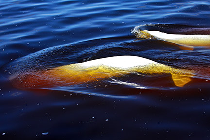 2011-08-16-2belugas.jpg