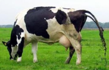 2011-08-19-cow.jpg