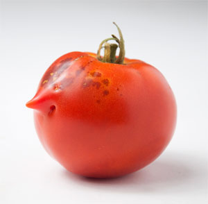 2011-08-31-tomato_face.jpg