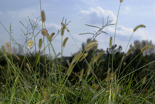 2011-09-01-prairie.jpg