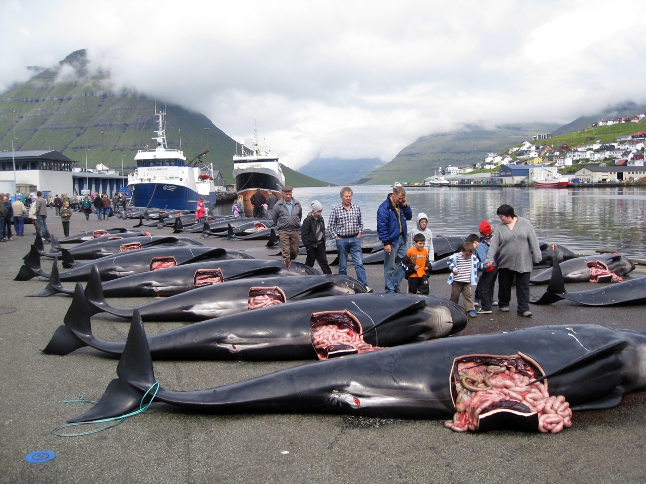 faroe islands cruise whales