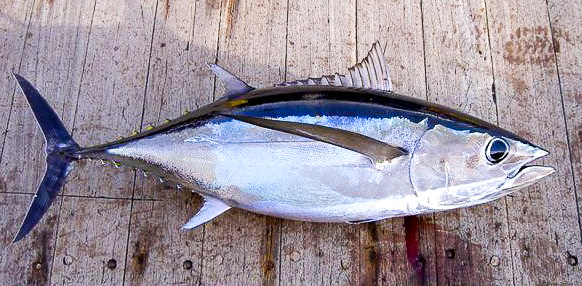 Find. Eat. Drink.'s The Truth About Canned Tuna | HuffPost