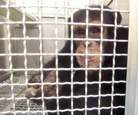 2011-09-16-chimp_lab_cage_270x224.jpg