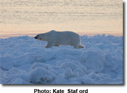 Polar Bear At Sunset by Kate Stafford