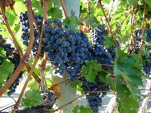 2011-10-13-OrganicWineGrapes.jpg