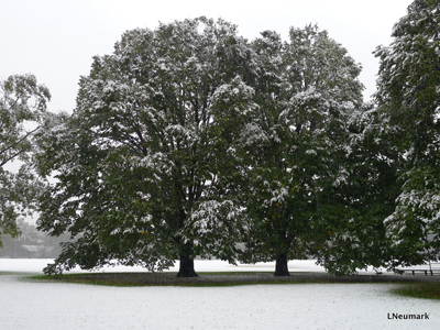 2011-10-31-trees.JPG