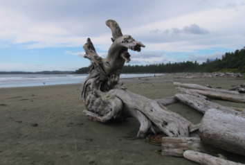 2011-11-10-ChestermanBeachTofino.png