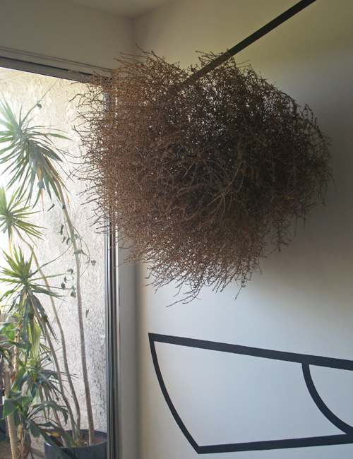 Dried Tumbleweed For Use as Room Decor