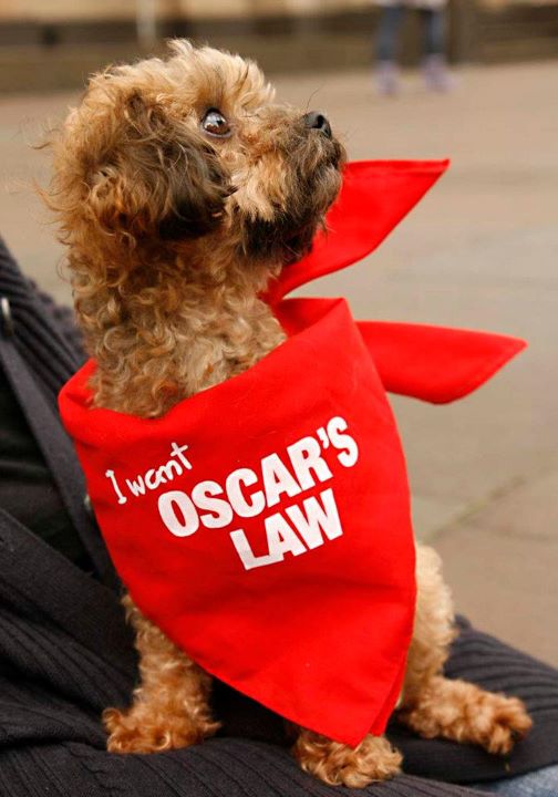 2011-11-13-Oscarinhisbandanna.jpg