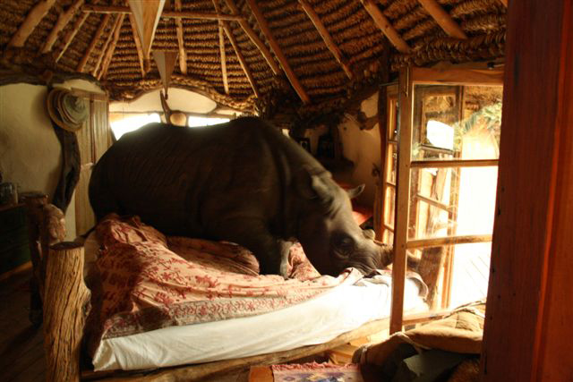 2011-11-30-rhino.jpg