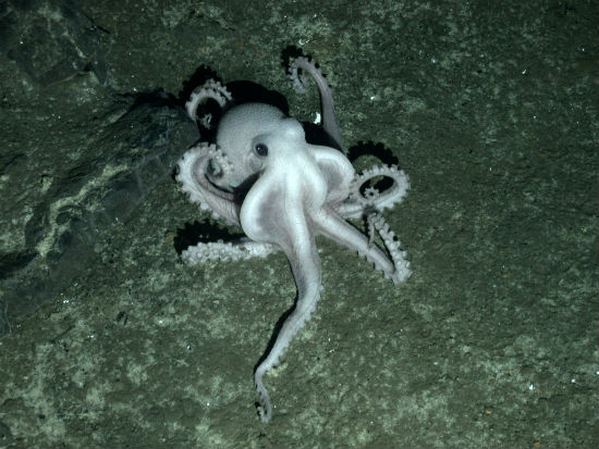 2012-01-06-13707_Antarctic_vents_octopus.jpg