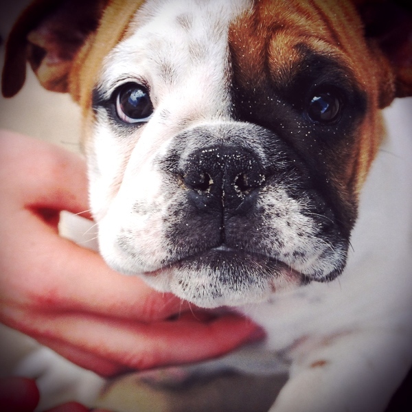 2012-01-06-Bulldog.jpg