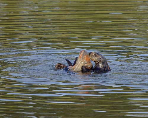 2012-01-11-OtterMomandPupwithPlas.jpg