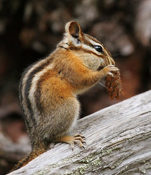 2012-01-22-chipmunk.jpg