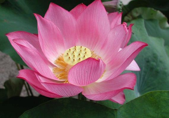 2012-01-23-Lotus.jpg