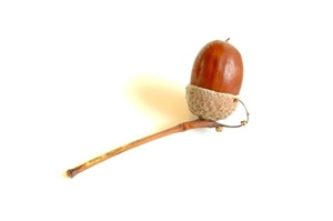 2012-01-24-acorn1.jpg