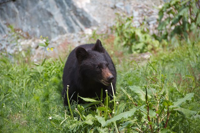 2012-01-27-Bearingrass.jpg