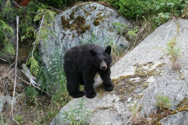 2012-01-27-Bearonrock.jpg