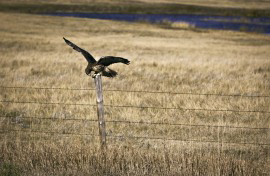 2012-02-01-hawk.jpg