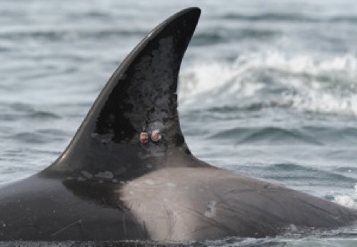 2012-02-08-Killerwhale.jpg